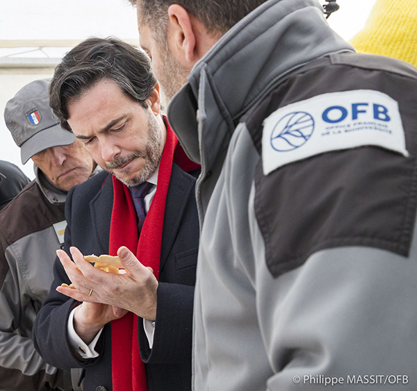 saisie d'ivoire illégal avec l'OFB